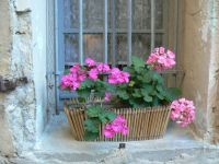 géraniums au balcon