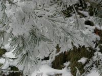 sapin au col des pandours