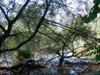 vieux arbres Robertsau ('Alsace)